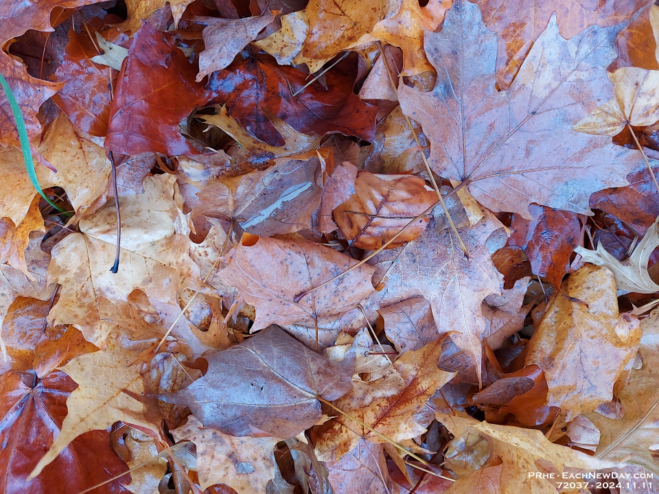 72037LeUsm - Wet leavs on a Monday morning